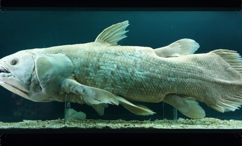 Punah 66 Juta Tahun Lalu, Coelacanth Justru Ditemukan Hidup di Perairan Indonesia