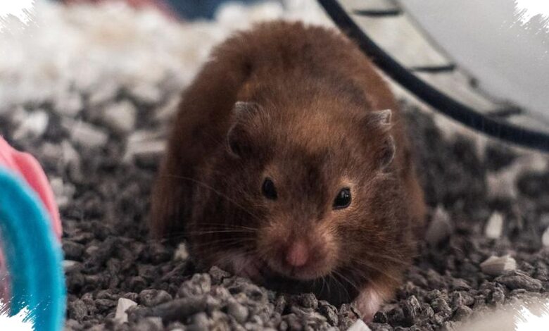 Bulu Rontok hingga Sering Bersembunyi, 5 Sinyal Hamster Tidak Nyaman di Kandang