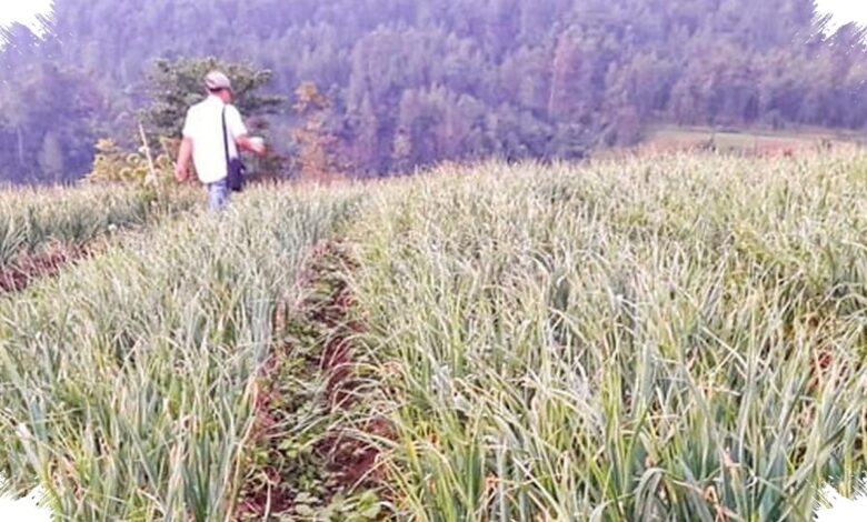Target 3 Tahun Ditetapkan, Penanaman Bawang Putih Serentak Dimulai di 17 Provinsi