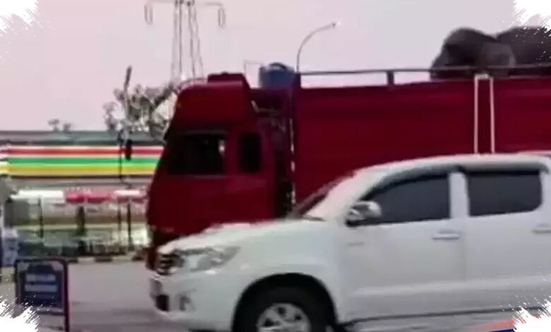Melanie Soroti Gajah di Kolong Kapal, Warganet Diminta Pantau Sinta dan Deo