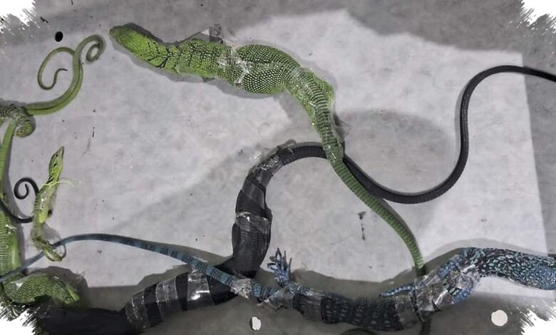 Jalur ke Seoul Digagalkan, 8 Biawak Tanpa Dokumen Ditemukan di Koper Penumpang
