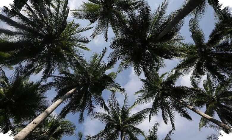 Kelapa Menempuh Jalur Laut, Lalu Menjadi Penanda Rasa di Meja Makan Nusantara