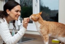 Dari Sabar Membaca Isyarat hingga Adaptif, 5 Watak Pencinta Kucing