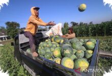 Kandungan Air Tomat Hampir 95 Persen, Melampaui Semangka di Musim Kemarau