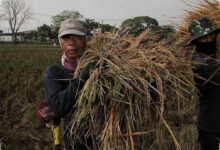 Lonjakan Dana Ketahanan Pangan 2027 Membawa Fokus Baru bagi Petani dan Nelayan