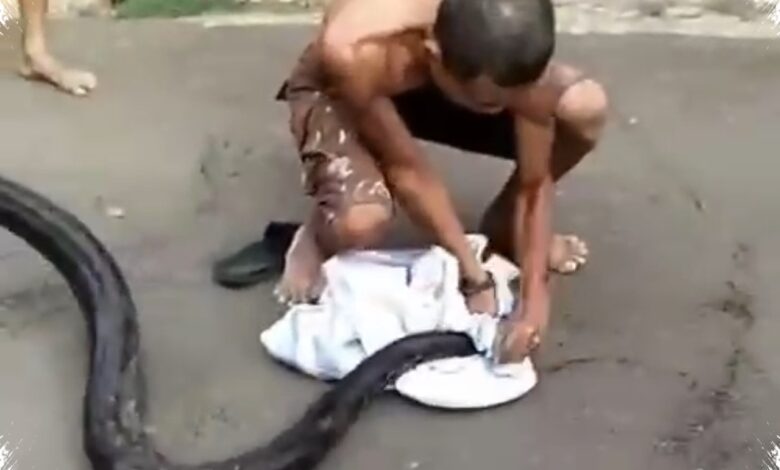 Dari Jalur Hutan Tertutup, 96 Bayi Piton Bawa Tom Rahill ke Hadiah Utama