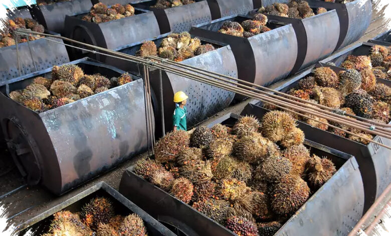 Dari Limbah Kebun ke Pasokan Energi, Sawit Punya Modal 16,8 Juta Hektare