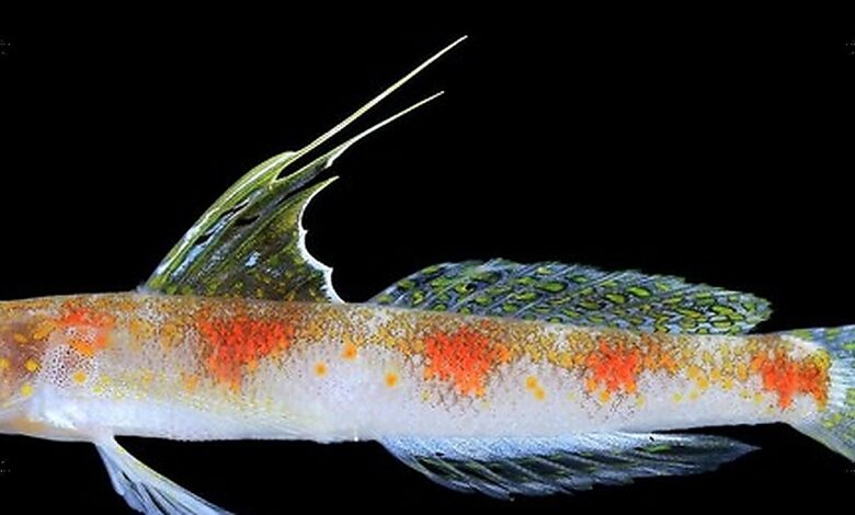 DNA Berjarak 3,1 Persen, Ikan Dasar Laut Banyuwangi Resmi Menjadi Spesies Baru