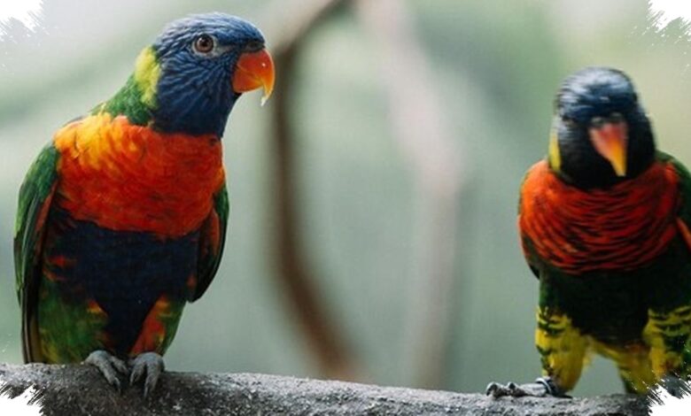 Dua Lorikeet Langka Terekam di Buru, Hutan Terpencilnya Kini Mendesak Dijaga
