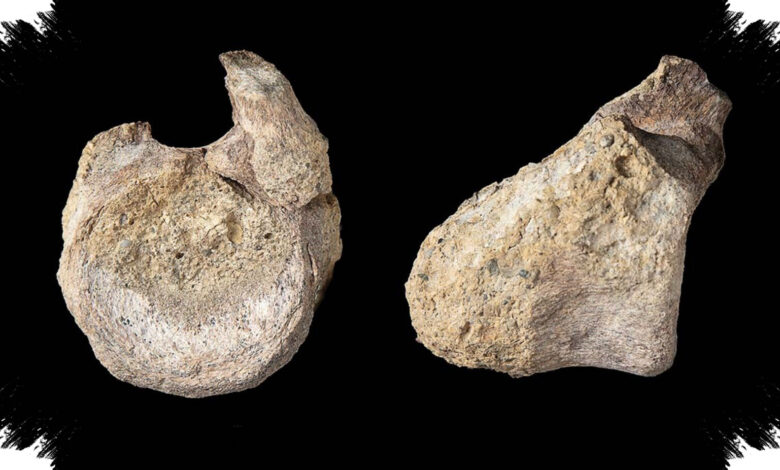 Kerangka Utuh Ternyata Menipu, Kumbang Mengungkap Nasib Titanosaurus