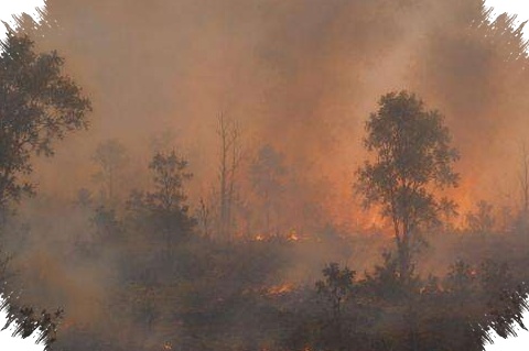 Pembakaran Kecil Berujung Karhutla, Sragen dan Blitar Kehilangan 6,5 Hektare Lahan