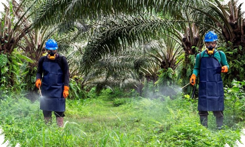 Pengawasan K3 Sawit Diperkuat, Pelatihan Pekerja Tetap Tak Boleh Kendur