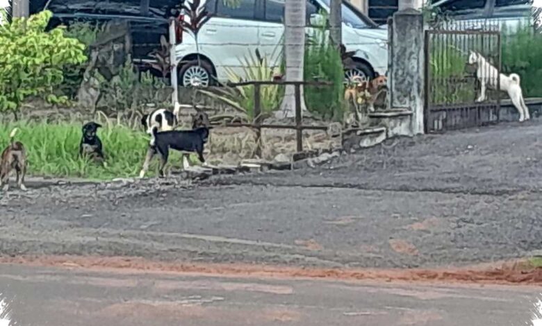 Rumah Bukan Sekadar Tempat Pulang, Ini Alasan Anjing Sulit Diajak Bepergian