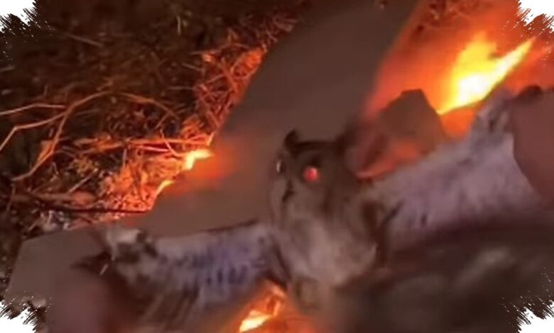 Saat Burung Hantu Disingkirkan, Pengendalian Tikus di Lahan Ikut Melemah