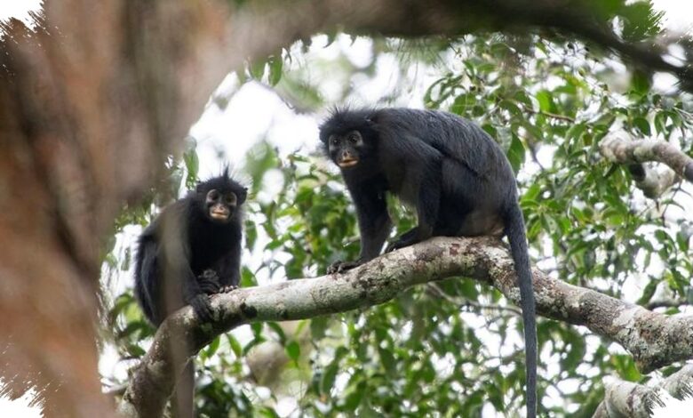 Suara Mirip Dengkur Babi Mengungkap Monyet Likweli yang Terjebak di Habitat Sempit