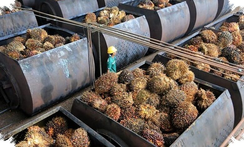 Tarif 10% Mengintai Sawit, Pemerintah RI Tempuh Jalur Pengecualian di AS